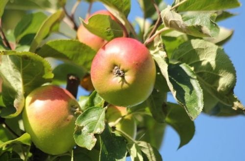 Malus 'Zoete Aagt'