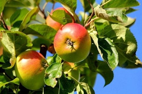 Appel 'Dubbele Zoete Aagt'