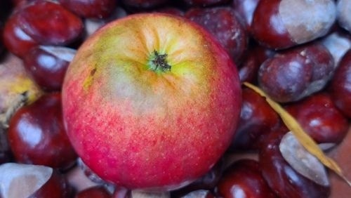 Appel  'Ecolette' halfstam - Malus domestica  'Ecolette'