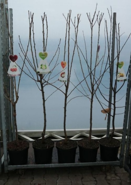 Appel  'Ecolette' laagstam - Malus domestica 'Ecolette'