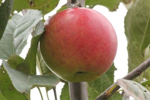Appel 'Ecolette' leivorm - Malus domestica 'Ecolette'
