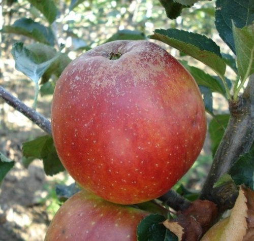 Appel 'Elise'  - Malus domestica 'Elise'
