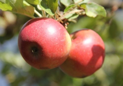 Appel 'Elstar' halfstam - Malus domestica 'Elstar'