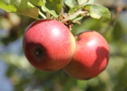 Appel 'Elstar' - Malus domestica 'Elstar'