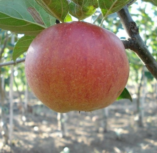 Appel 'Fiesta'  - Malus domestica 'Fiesta'