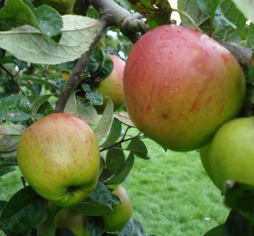 Appel 'Franse Bellefleur'  - Malus domestica 'Franse Bellefleur'