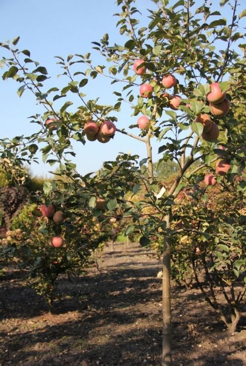 Appel 'Fuji Kiki 8'  - Malus domestica 'Fuji Kiki 8'