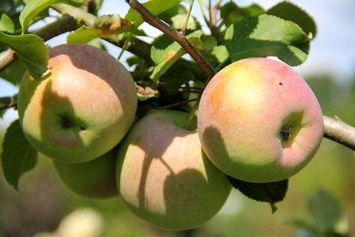 Appel 'Fuji Kiki 8' - Malus domestica 'Fuji Kiki 8'