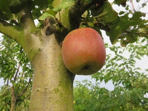 Appel 'Fuji' - Malus domestica 'Fuji'