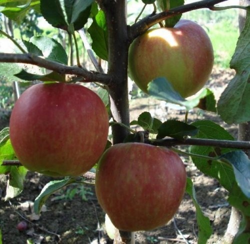 Appel 'Gala' - halfstam boomgaard