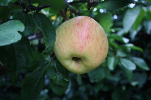 Appel 'Glorie van Holland'  - Malus domestica 'Glorie van Holland'