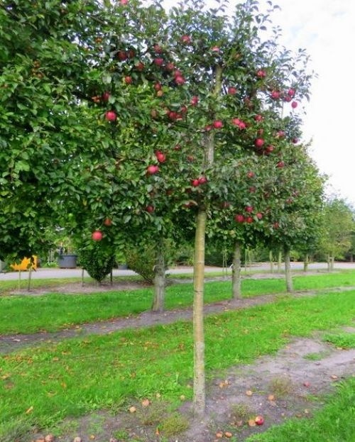 Malus Gloster in leivorm