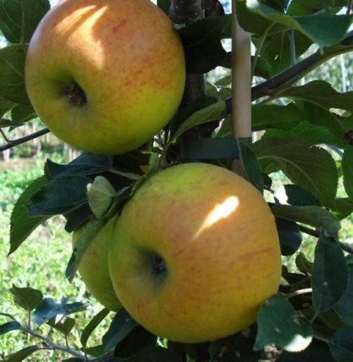 Appel 'Golden Permain' - Malus domestica 'Golden Permain'