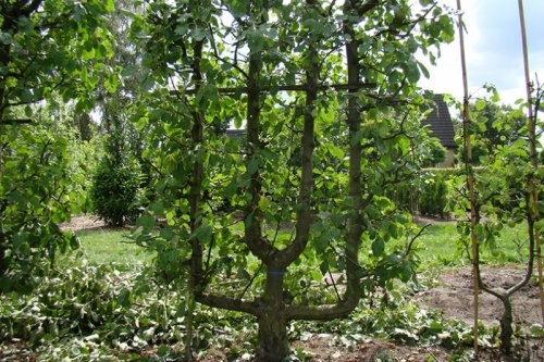 Appel Goud Reinette - Malus domestica 'Schone van Boskoop'