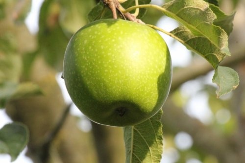 Appel 'Granny Smith'  - Malus domestica 'Granny Smith'