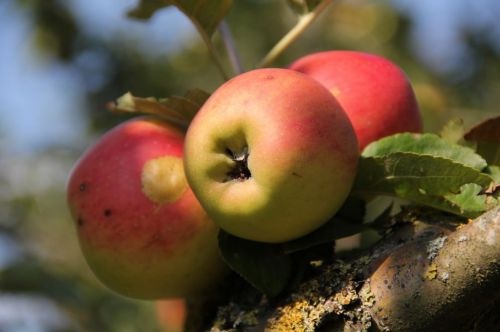 Appel 'Groninger Kroon'  - Malus domestica 'Groninger Kroon'