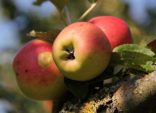 Appel 'Groninger Kroon'  - Malus domestica 'Groninger Kroon'