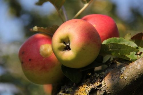 Appel 'Groninger Kroon' - Malus domestica 'Groninger Kroon'