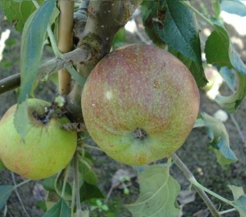 Appel 'Gronsvelder Klumpke' - Malus domestica 'Gronsvelder Klumpke'