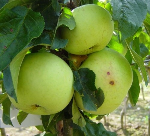 Appel 'Hermien van Eibergen'  - Malus domestica 'Hermien van Eibergen'