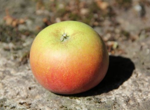 Appel 'Idared'  - Malus domestica 'Idared'