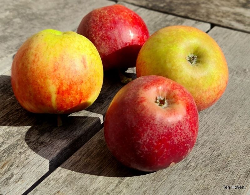 Malus domestica 'Ingrid Marie'