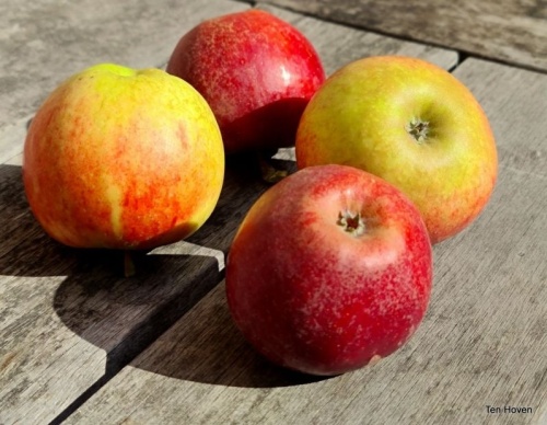Malus domestica 'Ingrid Marie'