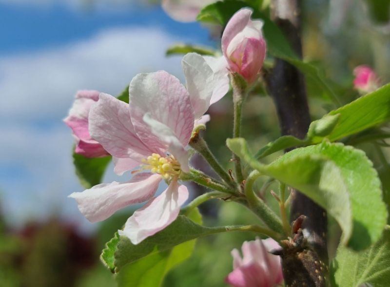 Malus domestica 'Ingrid Marie'