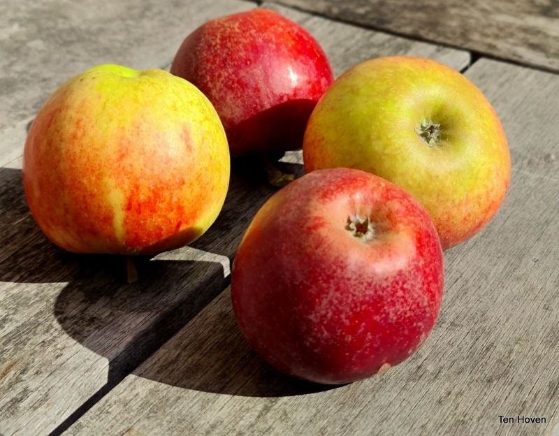 Malus domestica 'Ingrid Marie'