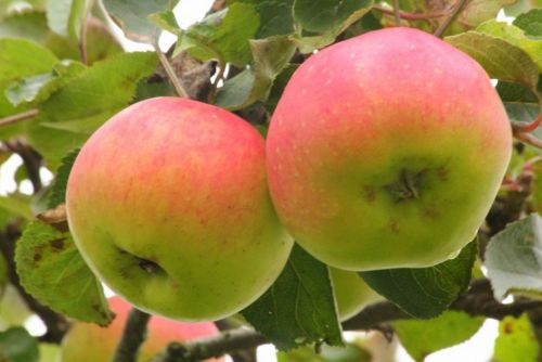 Appel 'Jacques Lebel'  - Malus domestica 'Jacques Lebel'
