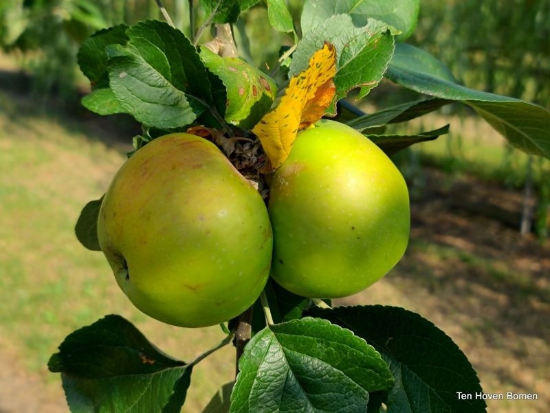 Appel 'Jacques Lebel' aan appelboom