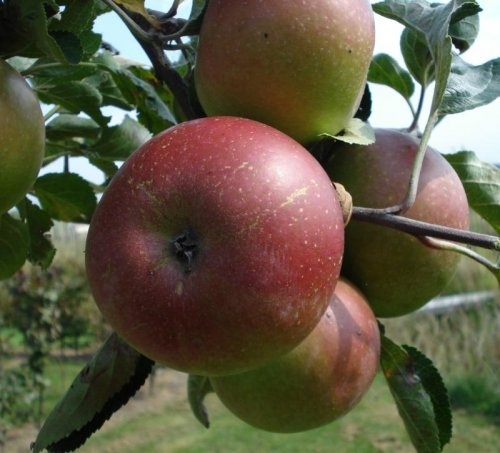 Appel 'Jan Steen'  - Malus domestica 'Jan Steen'