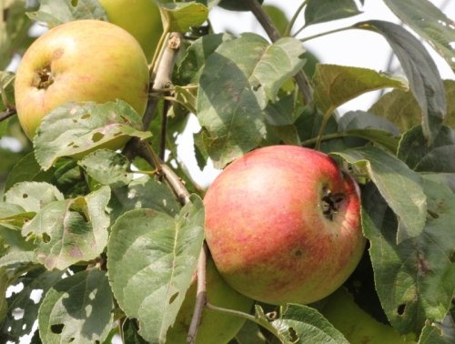 Appel 'Jas' - Malus domestica 'Jas'