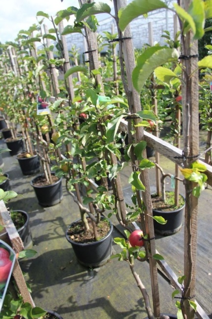Malus Jonagold augustus leivorm