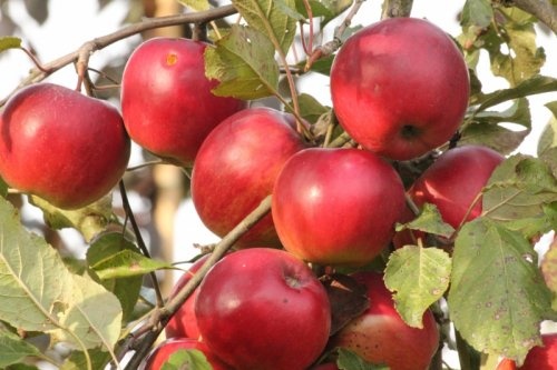 Appel 'Jonared'  - Malus domestica 'Jonared'