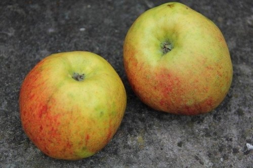 Appel 'Karmijn de Sonnaville'  - Malus domestica 'Karmijn de Sonnaville'