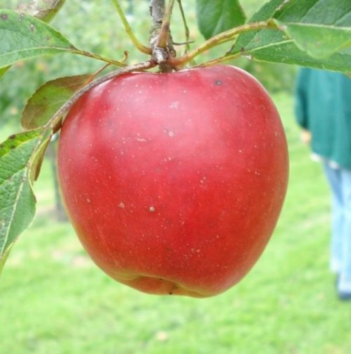 Appel 'Katja' - Malus domestica 'Katja'