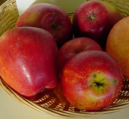 Appel 'Koningszuur'   - Malus domestica 'Koningszuur'