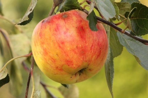 Appel 'Laxton's Superb' - Malus domestica 'Laxton's Superb'