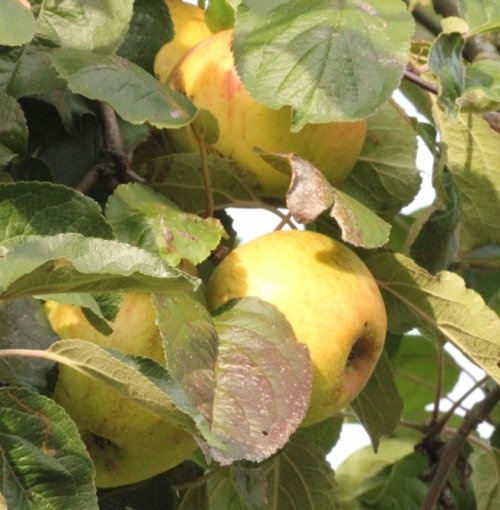 Appel 'Lemoen' - Malus domestica 'Lemoen'
