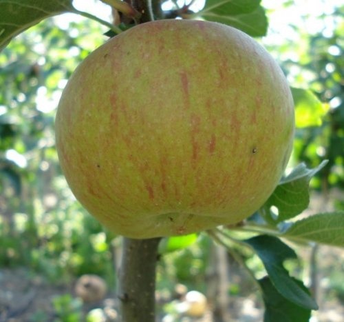 Appel 'Lena'  - Malus domestica 'Lena'