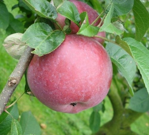 Appel, 'Lobo' - Malus domestica 'Lobo'