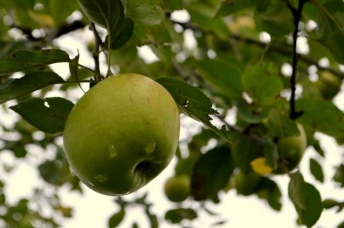 Appel 'Lombarts calville'  - Malus domestica 'Lombarts Calville'