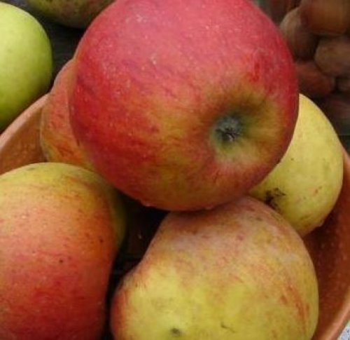 Appel "Pilot" - Malus domestica 'Pilot'