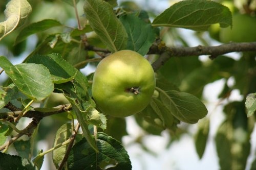 Appel 'Present van Engeland'  - Malus domestica 'Present van Engeland'