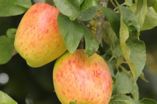 Appel 'Princess Noble'  - Malus domestica 'Princesse Noble'