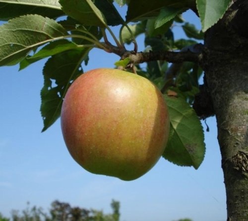 Appel "Rajka"  - Malus domestica 'Rajka'