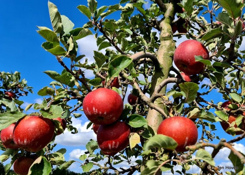 Malus domestica 'Rode Boskoop'
