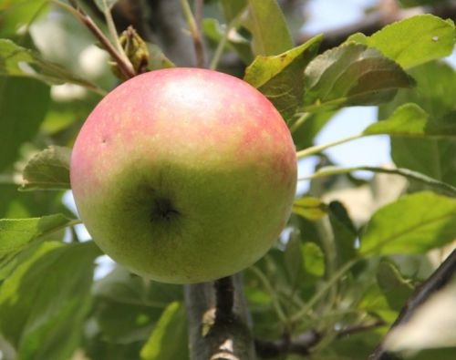 Appel 'Rode Dijkmanszoet'  - Malus domestica 'Rode Dijkmanszoet'