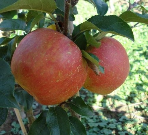 Appel "Rosanna"  - Malus domestica 'Rosanna'